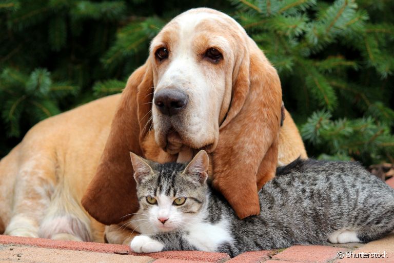 Outubro Rosa Pet conscientiza sobre a prevenção e diagnóstico precoce do câncer de mama em cães e gatos