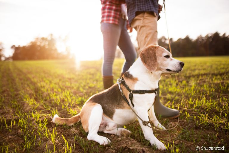 Peitoral para cachorro: esse modelo de coleira fica preso no peito do cão, ao invés de no pescoço