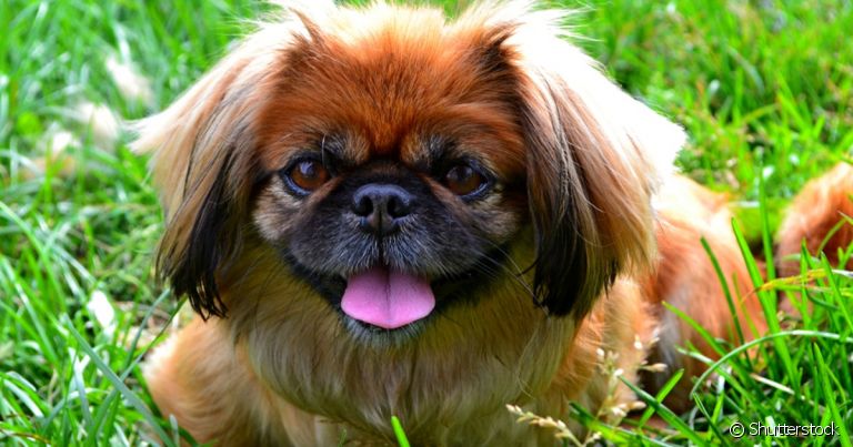 Raça Pequinês: preto, branco ou caramelo... Esse cachorrinho é sempre muito amável e querido