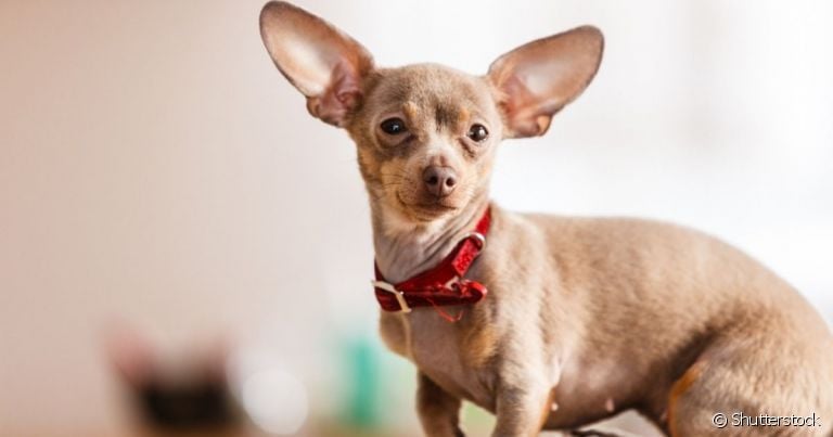 O Pinscher 1 é um dos cãezinhos mais queridos do Brasil com seu tamanho pequeno e personalidade forte