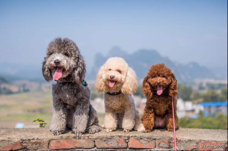  Você consegue identificar os tipos de Poodle que existem? Entenda as diferenças entre eles! 