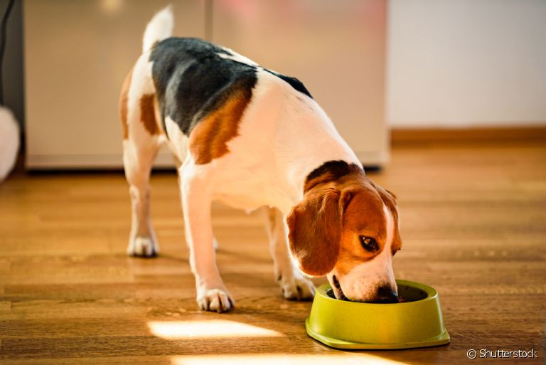 O comedouro para cachorro pode ter vários modelos