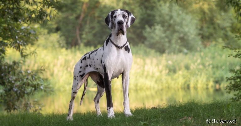 O Dog Alemão possui uma enorme variedade de cores, com padrões sólidos e mesclados