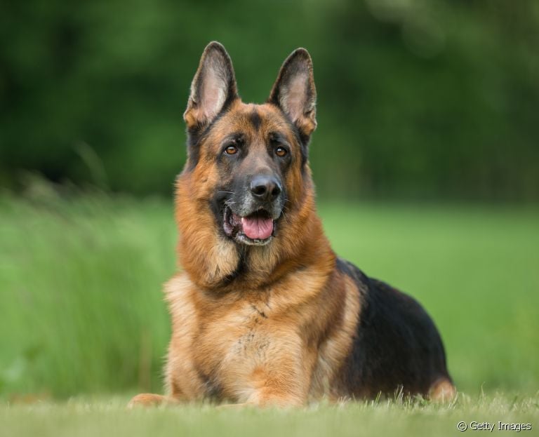 Pastor Alemão ou Belga? A raça de cachorro alemã, ao contrário da belga, possui uma capa preta nas costas