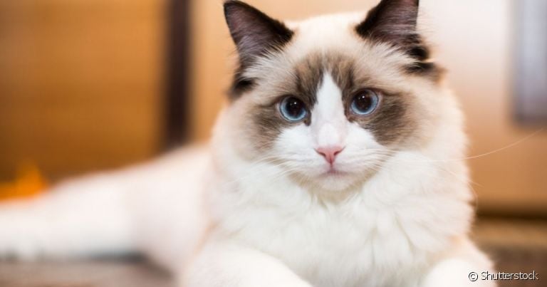O Ragdoll é um gatinho com muitas peculiaridades, algumas que você nem imagina