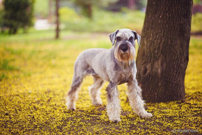 O Schnauzer gigante é a maior versão da raça e tem características bem particulares
