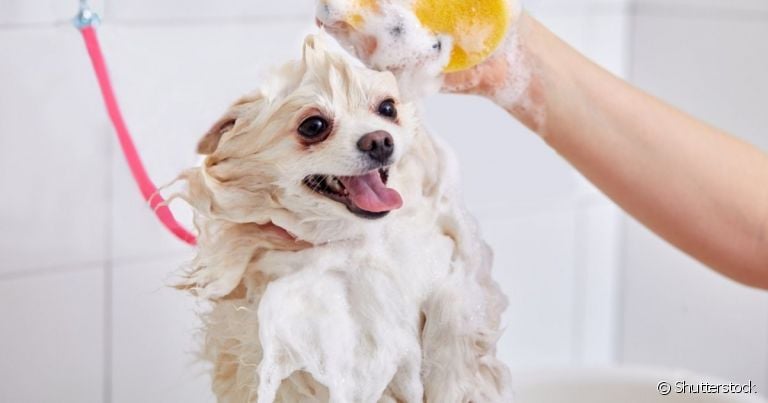 O shampoo para cachorro deve ser escolhido de acordo com a pelagem clara ou escura do animal