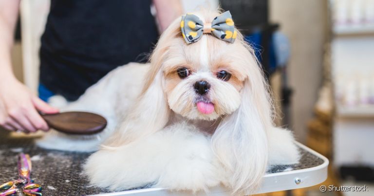 Tipos de tosa para Shih Tzu: leve a personalidade do cachorro em conta para escolher