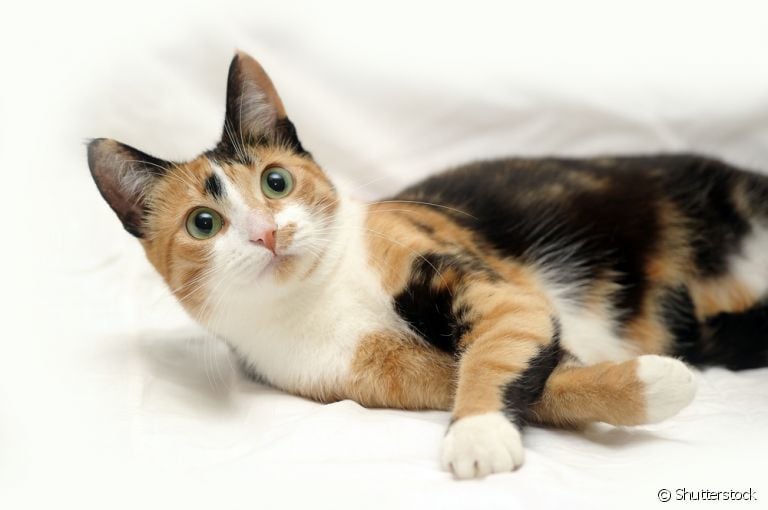 O gato tricolor tem o pelo coberto pelas cores preto, laranja e branco
