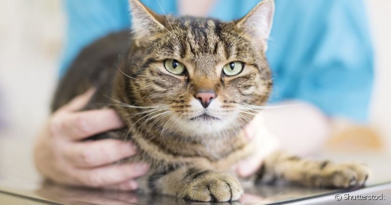 A dirofilariose em gatos pode ser combatida com o vermífugo, assim como outros tipos de vermes de gato