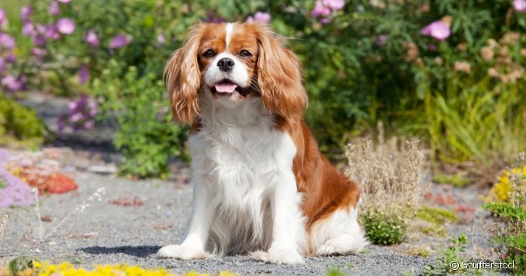 O Cavalier King Charles Spaniel é um cão apaixonante com história que remete à realeza