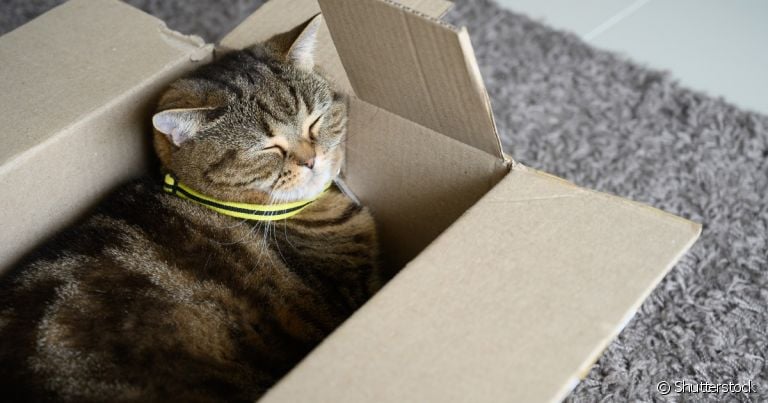 Casinha de papelão para gato é o presente perfeito para o seu bichano