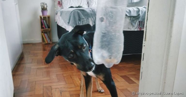 Brinquedos de garrafa pet estimulam o seu cachorro
