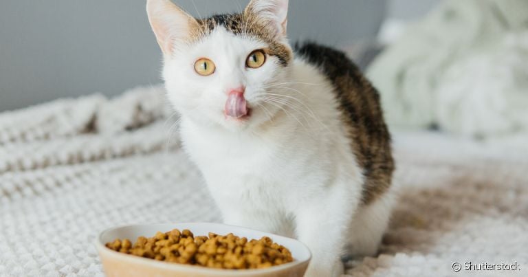 Levar em consideração do que o gato se alimenta é essencial para oferecer a melhor dieta a ele