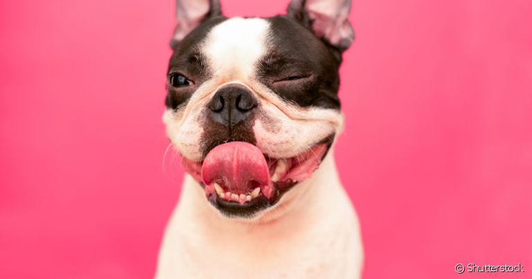 Memes de cachorro ganham o mundo pelas mensagens e expressões engraçadas