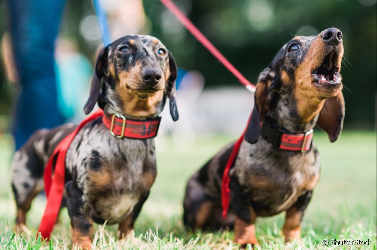 O cachorro que late muito pode ter esse comportamento por diferentes razões