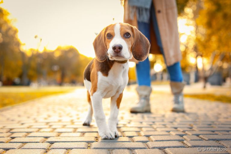 O Beagle é um cãozinho de muita personalidade, com energia e carisma de sobra