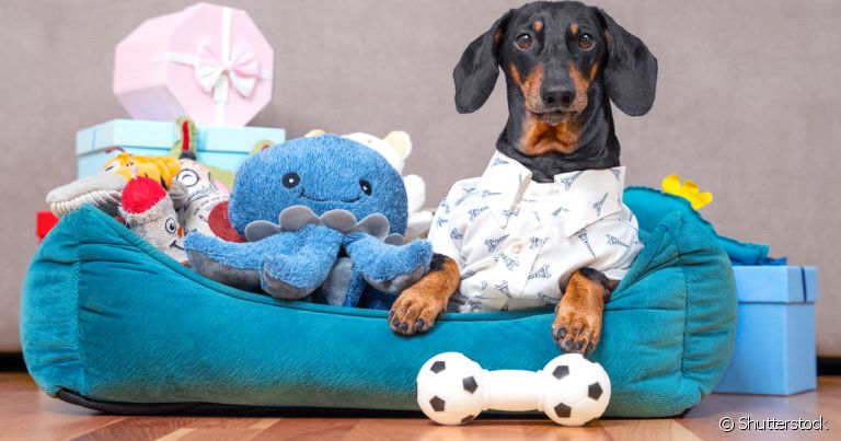 Os brinquedos para distrair cachorro aumentam a qualidade de vida do cãozinho