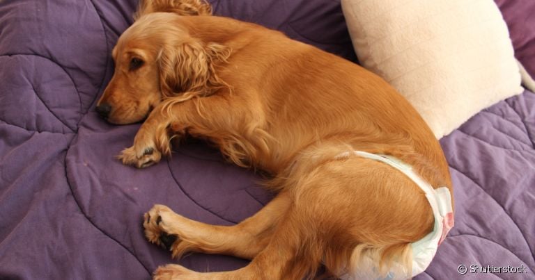 Cachorra menstrua? O sangramento das cadelas possui nome e um processo diferente da menstruação humana