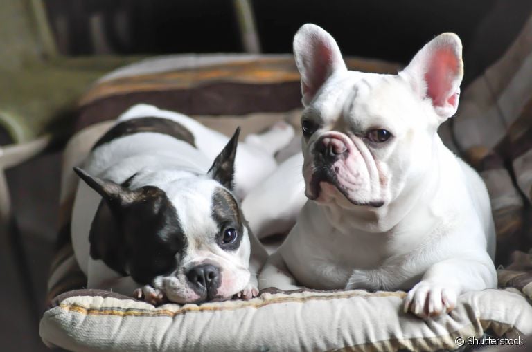 Luto de cachorro: saiba como esse momento pode afetar a saúde e o comportamento do seu amigo