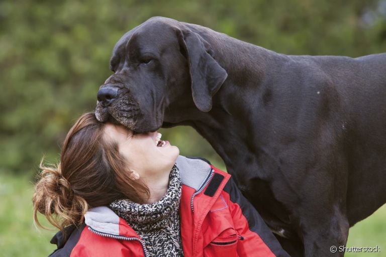 Um cachorro gigante, como o Dogue Alemão, precisa de alguns cuidados com a sua rotina