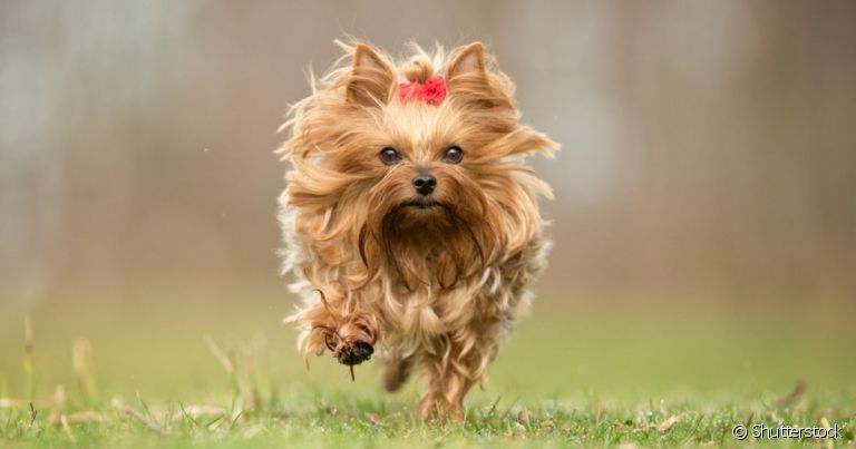 Raças de cachorro peludo pequeno deixam qualquer um apaixonado!