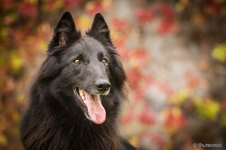 Raças de cachorro preto: Pastor Belga, Labrador, Rottweiler... veja uma lista com vários cães!