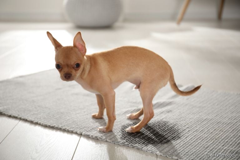 O xixi de cachorro fora do lugar é um incômodo, mas existem formas de solucionar o problema