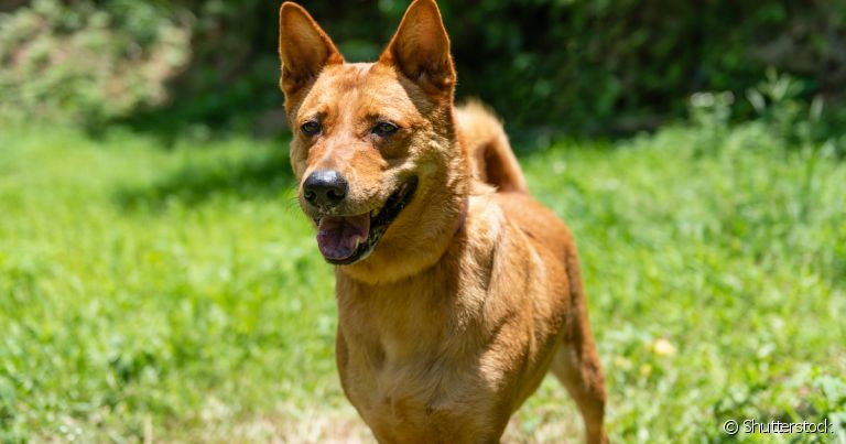 O cachorro vira-lata caramelo é um símbolo do Brasil, mas será que a saúde dele é tão resistente como falam por aí?