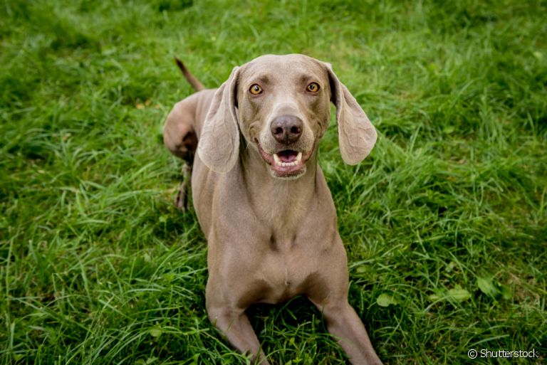 O Weimaraner é um cachorro grande, e com coração maior ainda