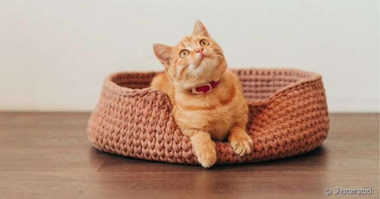 Até na hora de escolher uma cama para gatos é preciso levar em consideração o comportamento do animal