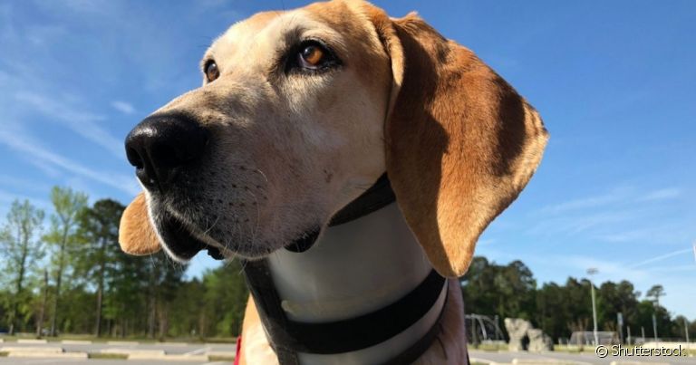 O colar cervical para cachorro é importante para limitar os movimentos da cabeça em casos de dor