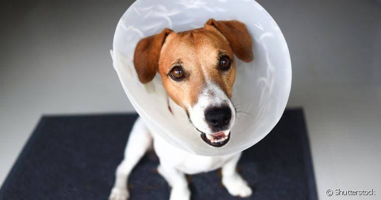 Colar elizabetano: cachorro necessita do acessório depois de cirurgias