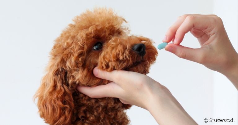 O remédio de verme para cachorro tem uma frequência que deve ser seguida pelo tutor