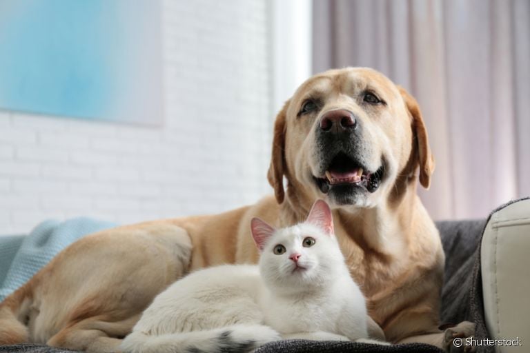 Na hora de limpar a casa, é bom escolher produtos adequados para cães e gatos
