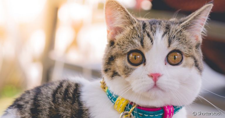 Saber se a felina cruzou é tão importante como saber se gata está no cio