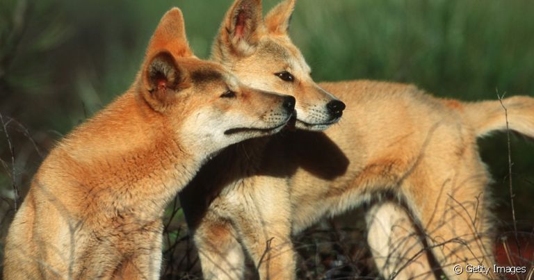 As raças de cachorro selvagens são raras e cheias de curiosidades!