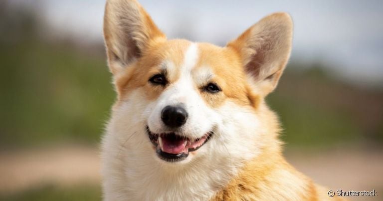 O Corgi é conhecido como cachorro da Rainha e possui um jeitinho divertido e protetor