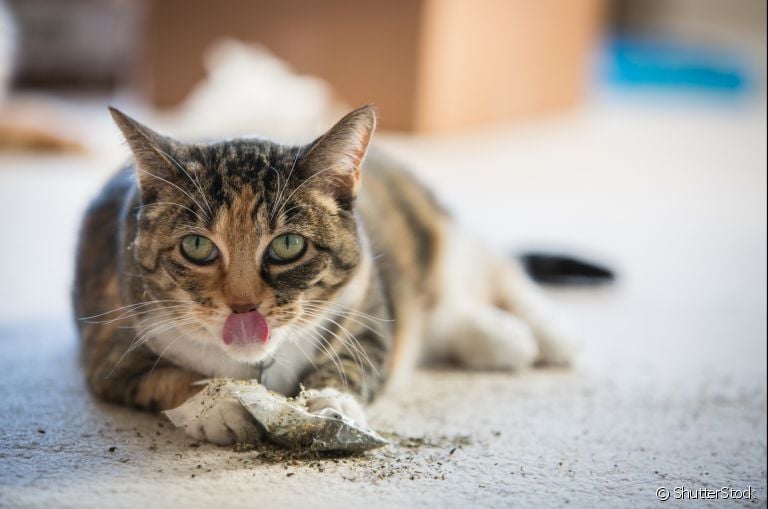 Catnip: erva de gato é uma das melhores formas de entreter os gatos e eles adoram!
