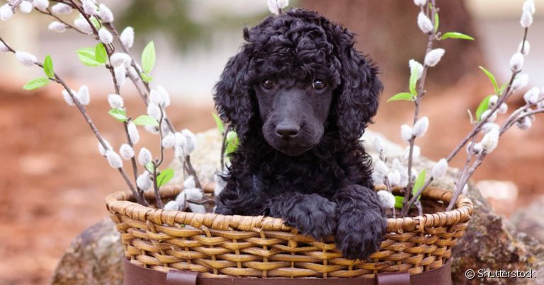 O filhote de poodle preto é uma fofura!