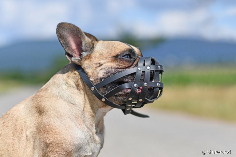 A focinheira para cachorro não deve ser utilizada como método de punição
