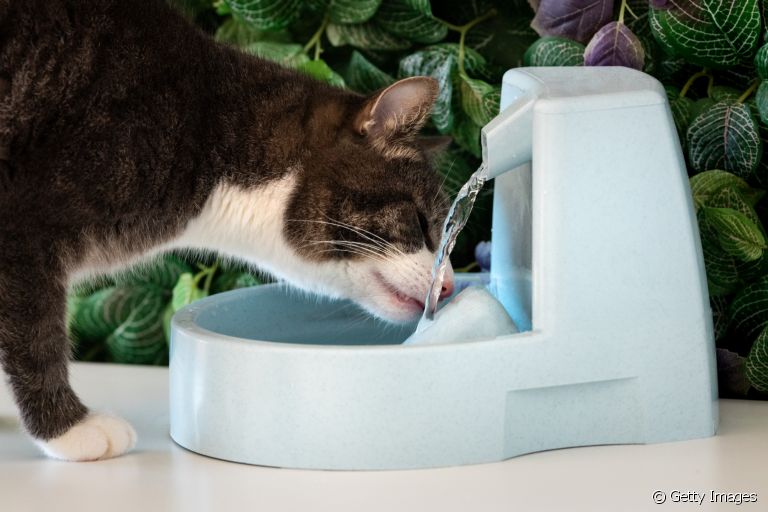 A fonte de água estimula o gato a beber mais água ao longo do dia