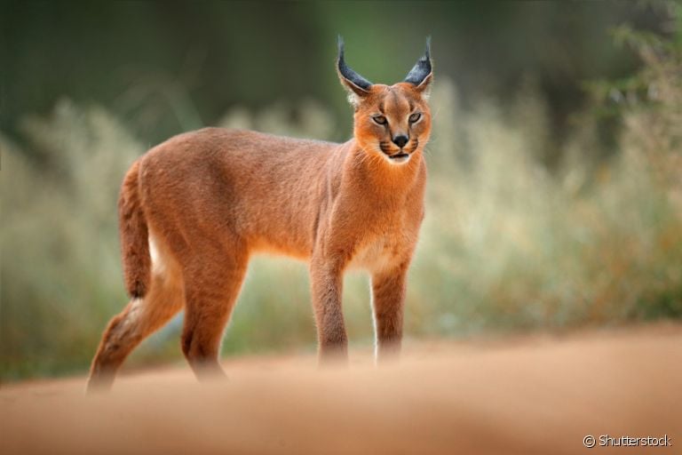 O Caracal é uma espécie que, ao cruzar com um Abissínio, pode resultar em um gato Caracal doméstico
