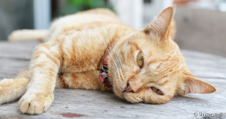 Gato com sangue nas fezes é um sintoma comum a várias infecções