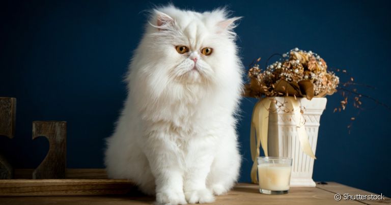 Persa branco: felino precisa de cuidados para manter beleza da pelagem