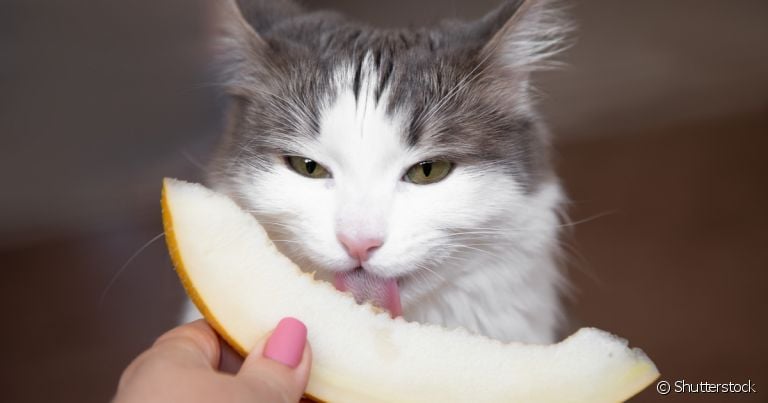 Felinos podem comer melão sem problemas, mas você sabe outras frutas que gatos podem comer? Veja na matéria!