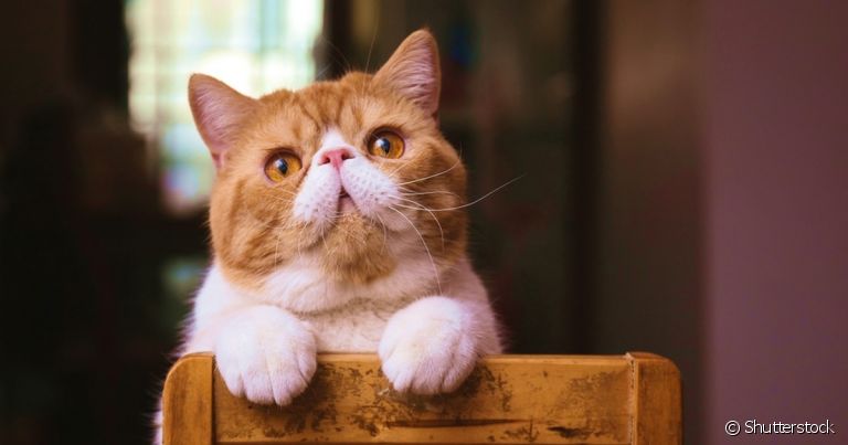 "Meu gato está vomitando": ir ao veterinário para investigar é sempre a melhor opção