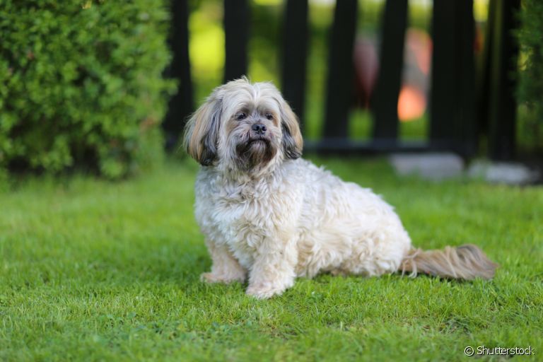 O cachorro Lhasa Apso é muito protetor, apesar de pequeno
