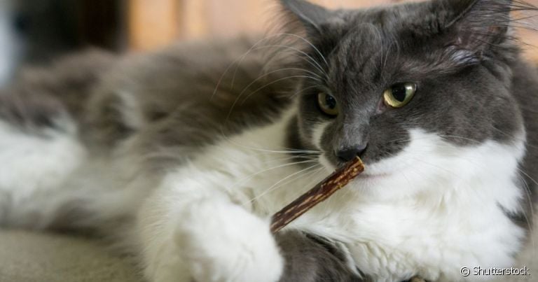 O matatabi é uma planta com efeitos parecidos ao catnip, mas com intensidade diferente