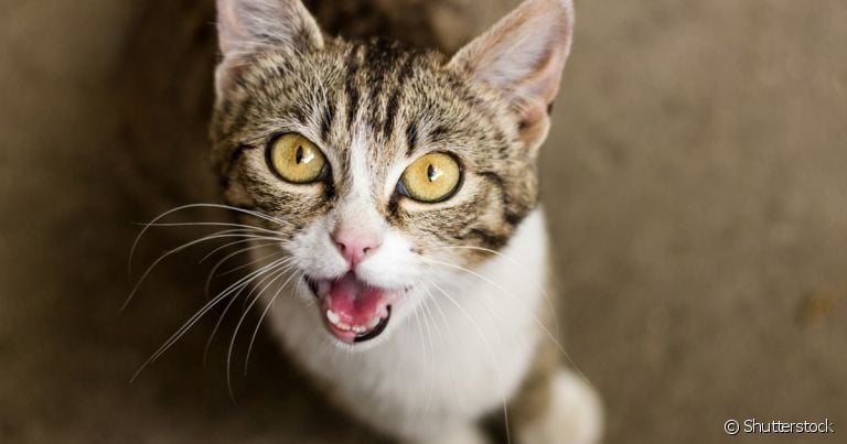 O filhote de gato mia muito durante a adaptação ao novo lar